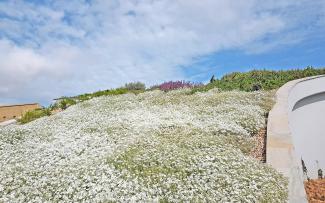Cerastium tomentosum called snow-in-summer covers the roof like a carpet with its small white flowers. Cerastium tomentosum in full flower on a green roof